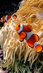 pic for Clown Fish